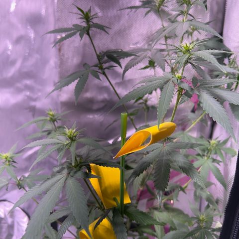 Foto del growlog de Squidwina (Chick Magnet): Doing good. I’m wondering if bud sights are going to be popcorn or not 