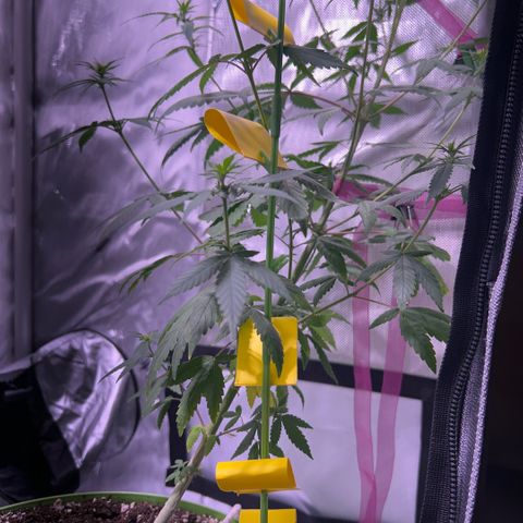 Foto del growlog de Squidwina (Chick Magnet): Doing good. I’m wondering if bud sights are going to be popcorn or not 