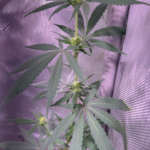Foto del growlog de Squidwina (Chick Magnet): Doing good. I’m wondering if bud sights are going to be popcorn or not 