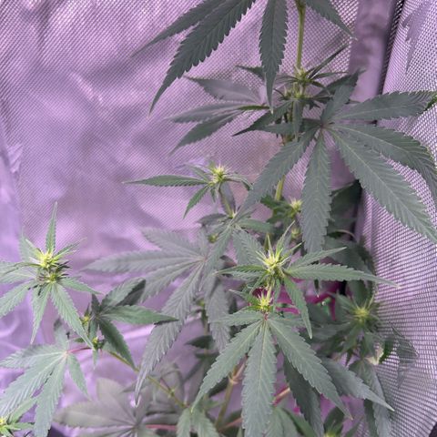 Foto del growlog de Squidwina (Chick Magnet): Doing good. I’m wondering if bud sights are going to be popcorn or not 