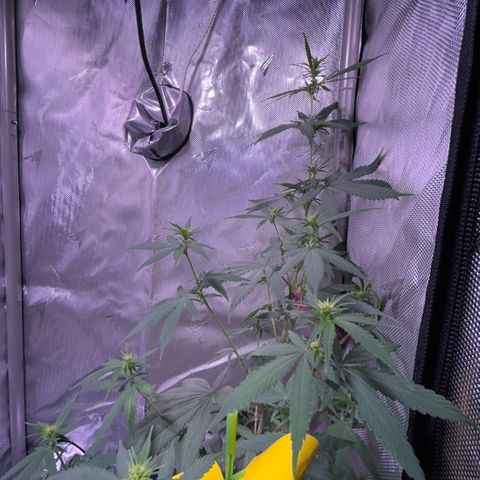 Foto del growlog de Squidwina (Chick Magnet): Doing good. I’m wondering if bud sights are going to be popcorn or not 