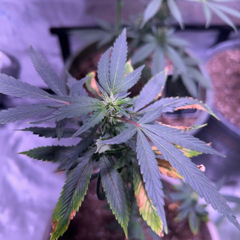 Bubby  growlog photo: lol doing ok will have to give some K 