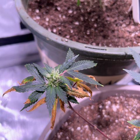 Bubby  growlog photo: lol doing ok will have to give some K 