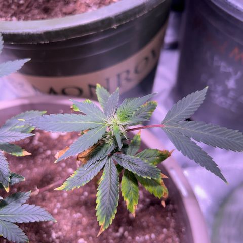 Bubby  growlog photo: lol doing ok will have to give some K 