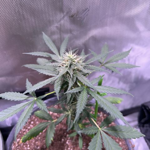 Panini (Sweet Mandarin Blossom) growlog photo: Also doing good. A nice cola is forming. Not as big as Endive but getting there. 