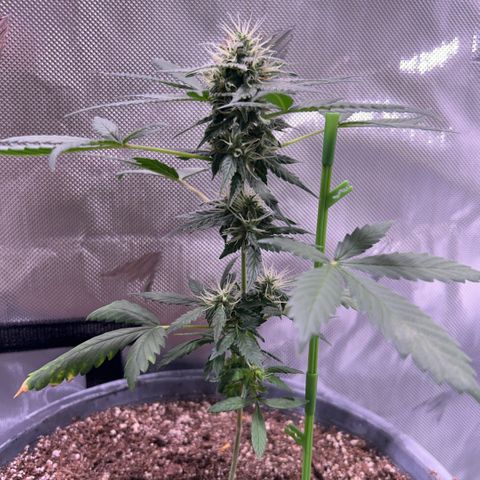 Panini (Sweet Mandarin Blossom) growlog photo: Also doing good. A nice cola is forming. Not as big as Endive but getting there. 