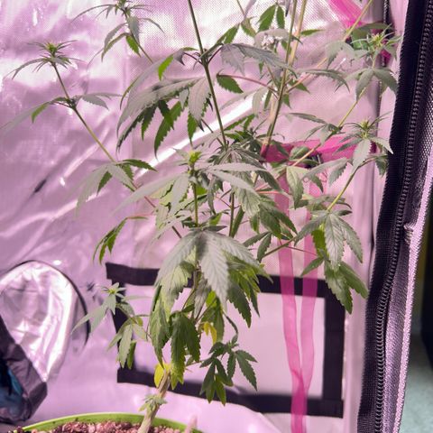 Foto del growlog de Squidwina (Chick Magnet): Doing good but im not to sure if this is natural yellowing or from a deficiency... Will check back again later  