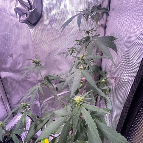 Foto del growlog de Squidwina (Chick Magnet): Doing good but im not to sure if this is natural yellowing or from a deficiency... Will check back again later  