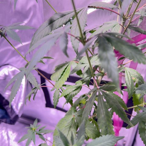 Foto del growlog de Squidwina (Chick Magnet): Doing good but im not to sure if this is natural yellowing or from a deficiency... Will check back again later  