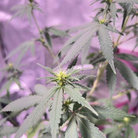 Foto del growlog de Squidwina (Chick Magnet): Doing good but im not to sure if this is natural yellowing or from a deficiency... Will check back again later  