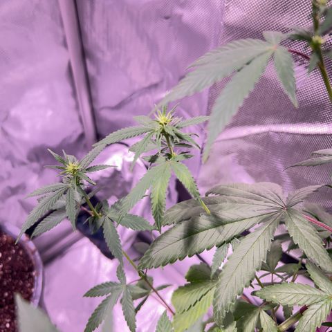 Foto del growlog de Squidwina (Chick Magnet): Doing good but im not to sure if this is natural yellowing or from a deficiency... Will check back again later  