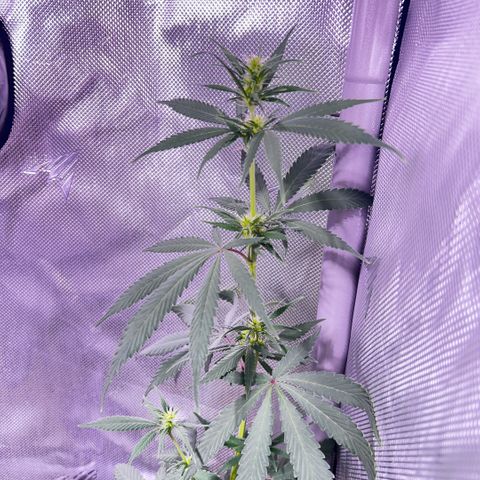 Foto del growlog de Squidwina (Chick Magnet): Doing good but im not to sure if this is natural yellowing or from a deficiency... Will check back again later  