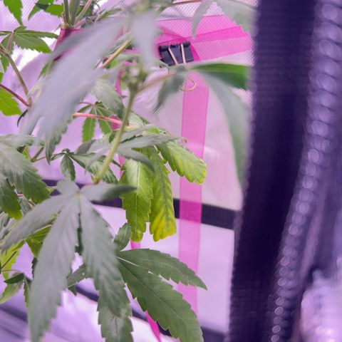Foto del growlog de Squidwina (Chick Magnet): Doing good but im not to sure if this is natural yellowing or from a deficiency... Will check back again later  