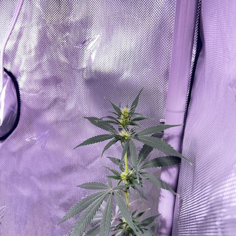 Foto del growlog de Squidwina (Chick Magnet): Doing good but im not to sure if this is natural yellowing or from a deficiency... Will check back again later  