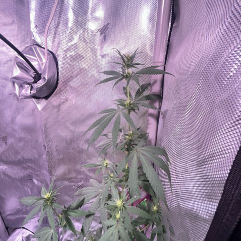 Foto del growlog de Squidwina (Chick Magnet): Doing good but im not to sure if this is natural yellowing or from a deficiency... Will check back again later  