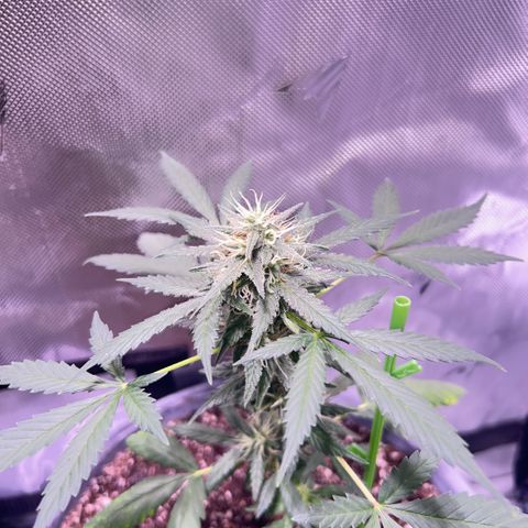 Panini (Sweet Mandarin Blossom) growlog photo: Doing good! Stacking some big buds. 