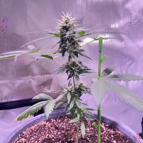 Panini (Sweet Mandarin Blossom) growlog photo: Doing good! Stacking some big buds. 