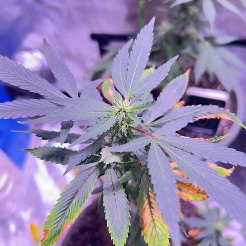 Bubby  growlog photo: Lol I don't know about her. She's doing alright. Still dealing with K I think I'm going to just let her run through.