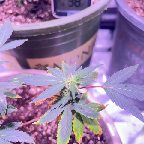 Bubby  growlog photo: Lol I don't know about her. She's doing alright. Still dealing with K I think I'm going to just let her run through.