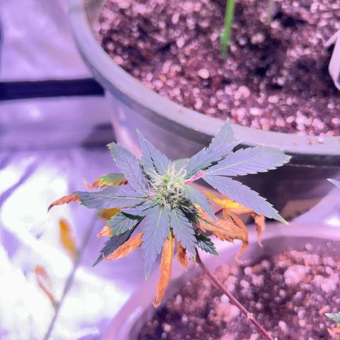 Bubby  growlog photo: Lol I don't know about her. She's doing alright. Still dealing with K I think I'm going to just let her run through.