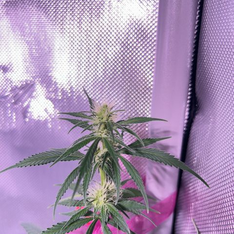 Foto del growlog de Squidwina (Chick Magnet): Doing good so far. She has a deficiency imma try this banana tea stuff and see how that goes 