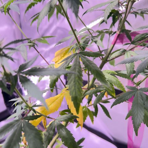 Foto del growlog de Squidwina (Chick Magnet): Doing good so far. She has a deficiency imma try this banana tea stuff and see how that goes 
