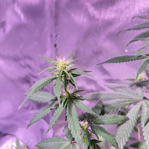 Foto del growlog de Squidwina (Chick Magnet): Doing good so far. She has a deficiency imma try this banana tea stuff and see how that goes 