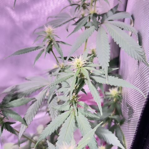 Foto del growlog de Squidwina (Chick Magnet): Doing good so far. She has a deficiency imma try this banana tea stuff and see how that goes 