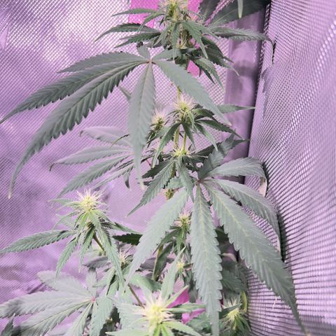 Foto del growlog de Squidwina (Chick Magnet): Doing good so far. She has a deficiency imma try this banana tea stuff and see how that goes 