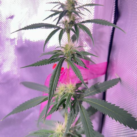 Foto del growlog de Squidwina (Chick Magnet): Doing good so far. She has a deficiency imma try this banana tea stuff and see how that goes 