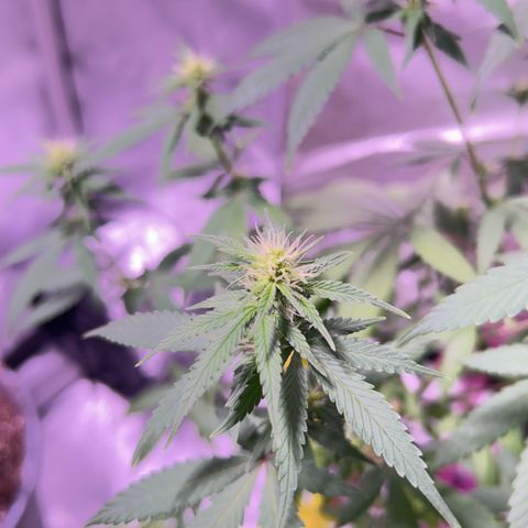 Foto del growlog de Squidwina (Chick Magnet): Doing good so far. She has a deficiency imma try this banana tea stuff and see how that goes 