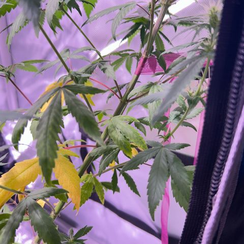 Foto del growlog de Squidwina (Chick Magnet): Doing good so far. She has a deficiency imma try this banana tea stuff and see how that goes 