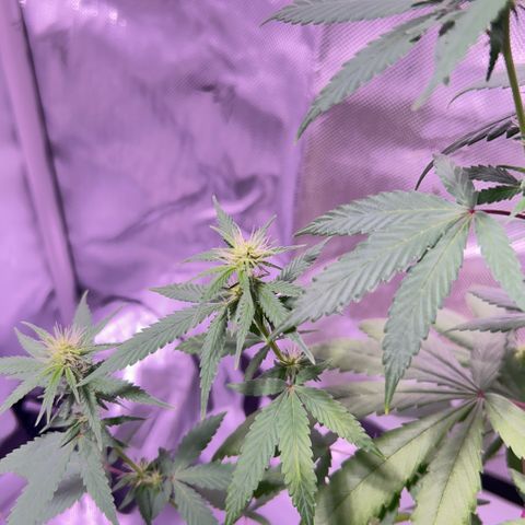 Foto del growlog de Squidwina (Chick Magnet): Doing good so far. She has a deficiency imma try this banana tea stuff and see how that goes 