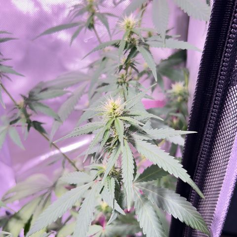 Foto del growlog de Squidwina (Chick Magnet): Doing good so far. She has a deficiency imma try this banana tea stuff and see how that goes 