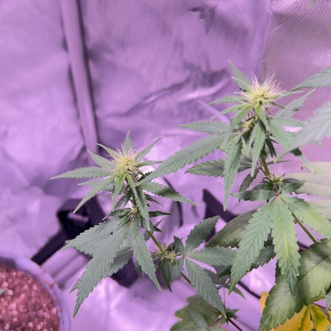Foto del growlog de Squidwina (Chick Magnet): Doing good so far. She has a deficiency imma try this banana tea stuff and see how that goes 