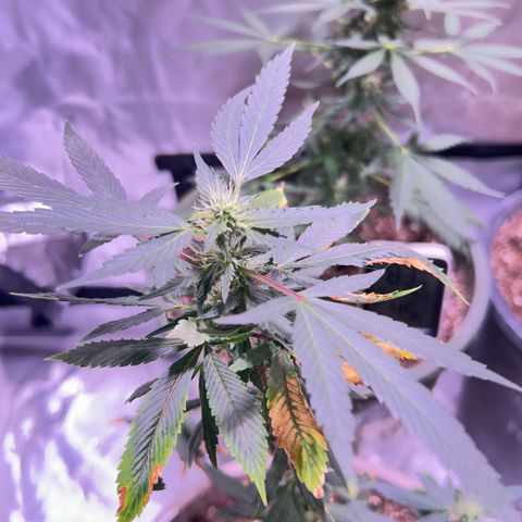 Bubby  growlog timeline photo