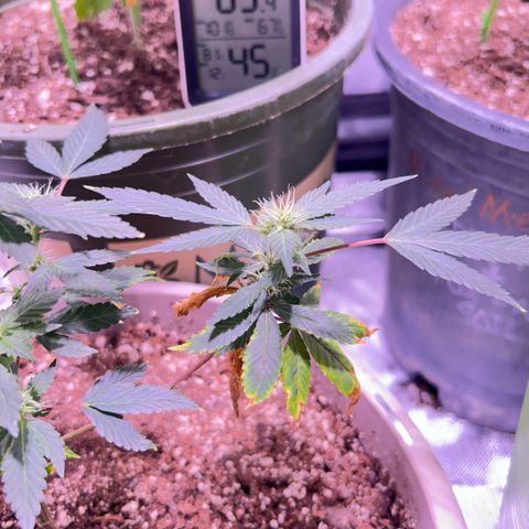 Bubby  growlog timeline photo
