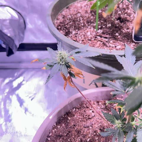 Bubby  growlog timeline photo