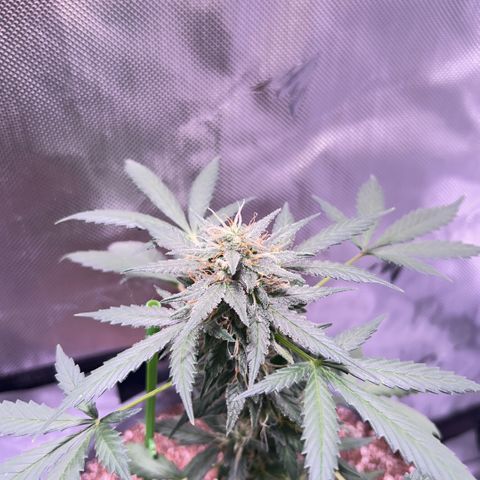 Panini (Sweet Mandarin Blossom) growlog photo: Doing great ! 