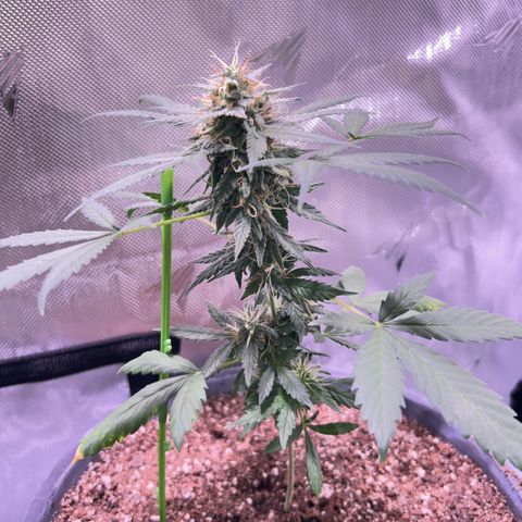 Panini (Sweet Mandarin Blossom) growlog photo: Doing great ! 