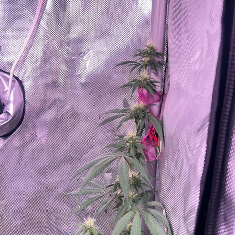 Foto del growlog de Squidwina (Chick Magnet): Pics just after watering her this morning. Im going to give her some N next water. Hopefully that should stop some of the fading.