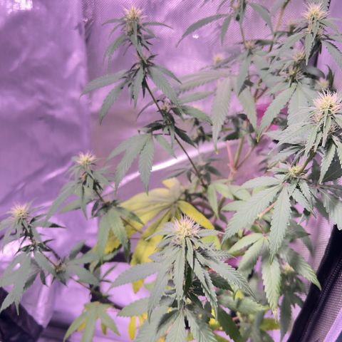 Foto del growlog de Squidwina (Chick Magnet): Pics just after watering her this morning. Im going to give her some N next water. Hopefully that should stop some of the fading.