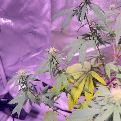 Foto del growlog de Squidwina (Chick Magnet): Pics just after watering her this morning. Im going to give her some N next water. Hopefully that should stop some of the fading.