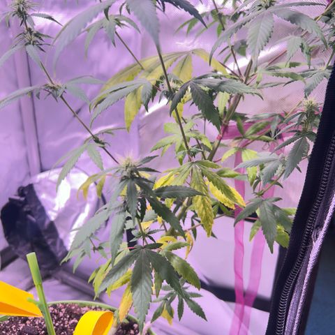 Foto del growlog de Squidwina (Chick Magnet): Pics just after watering her this morning. Im going to give her some N next water. Hopefully that should stop some of the fading.