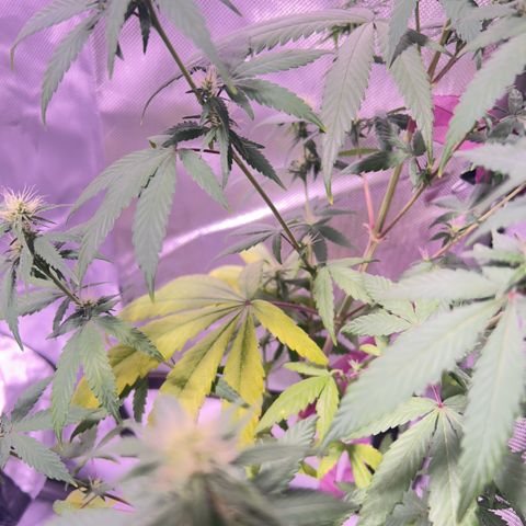 Foto del growlog de Squidwina (Chick Magnet): Pics just after watering her this morning. Im going to give her some N next water. Hopefully that should stop some of the fading.
