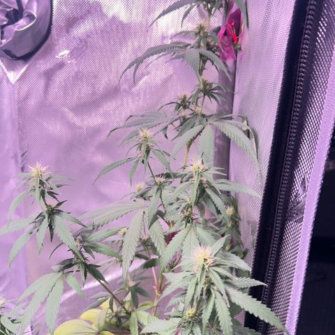 Foto del growlog de Squidwina (Chick Magnet): Pics just after watering her this morning. Im going to give her some N next water. Hopefully that should stop some of the fading.