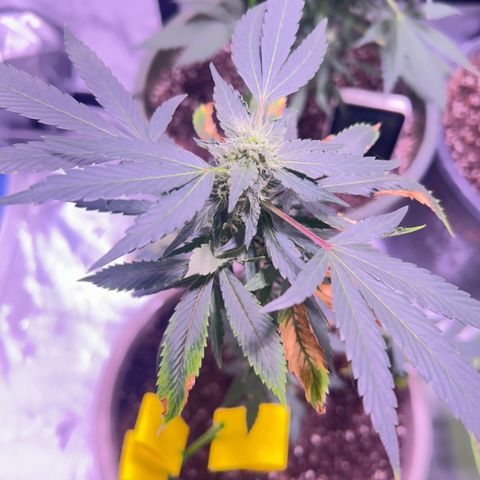 Bubby  growlog photo: Shes actually doing pretty good besides the deficiency. I think ill give her a small bit of K 