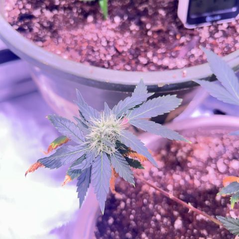 Bubby  growlog photo: Shes actually doing pretty good besides the deficiency. I think ill give her a small bit of K 