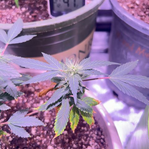 Bubby  growlog photo: Shes actually doing pretty good besides the deficiency. I think ill give her a small bit of K 