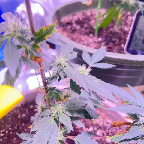 Bubby  growlog photo: Shes actually doing pretty good besides the deficiency. I think ill give her a small bit of K 
